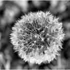 "Pusteblume"