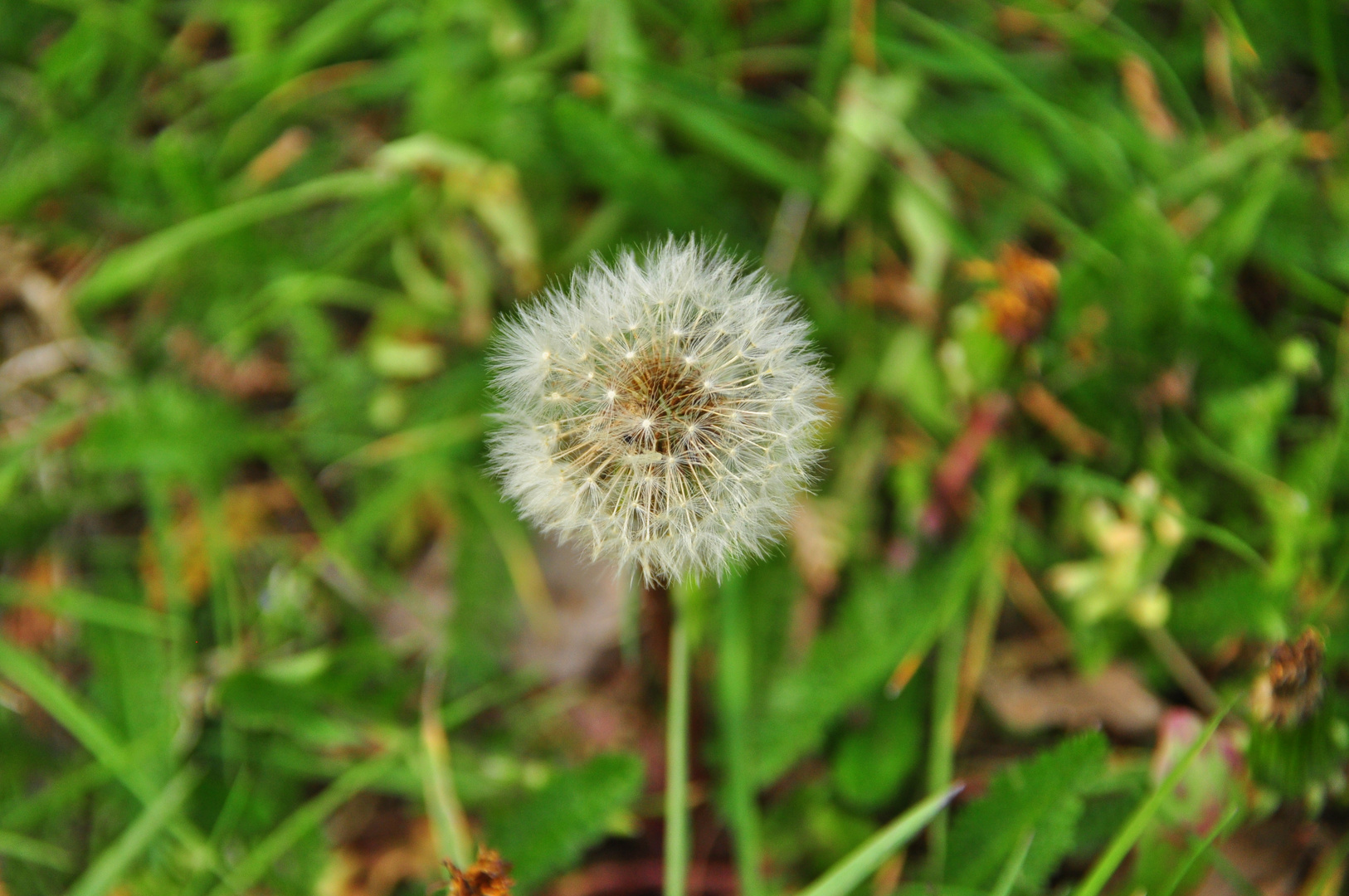 Pusteblume