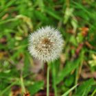 Pusteblume