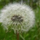 Pusteblume