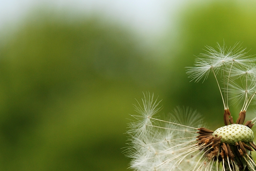 Pusteblume