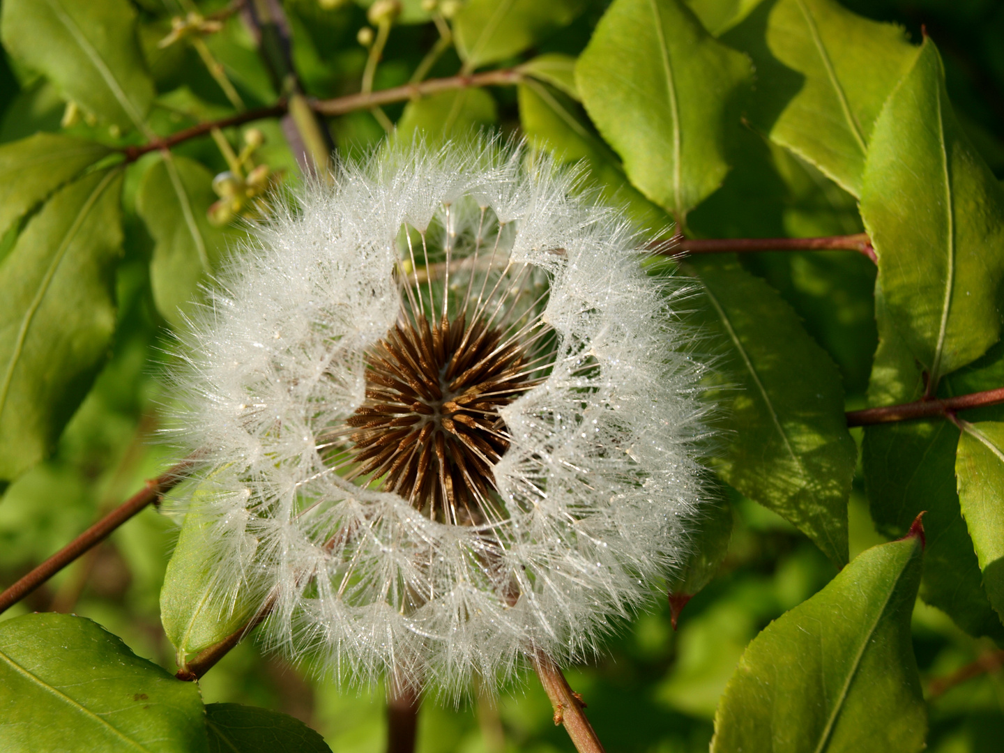 Pusteblume