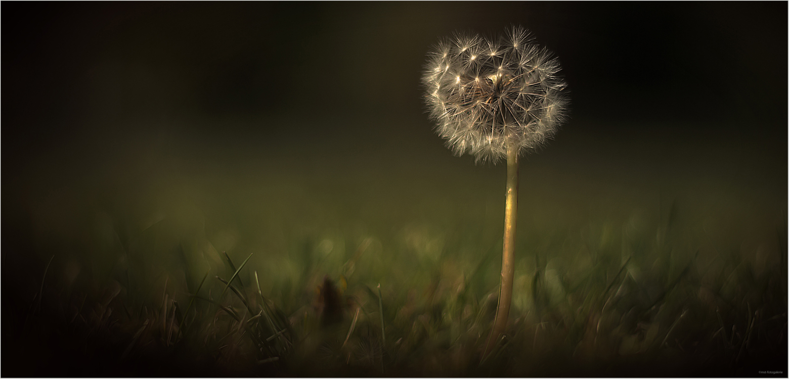 Pusteblume