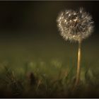 Pusteblume