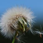 Pusteblume .....