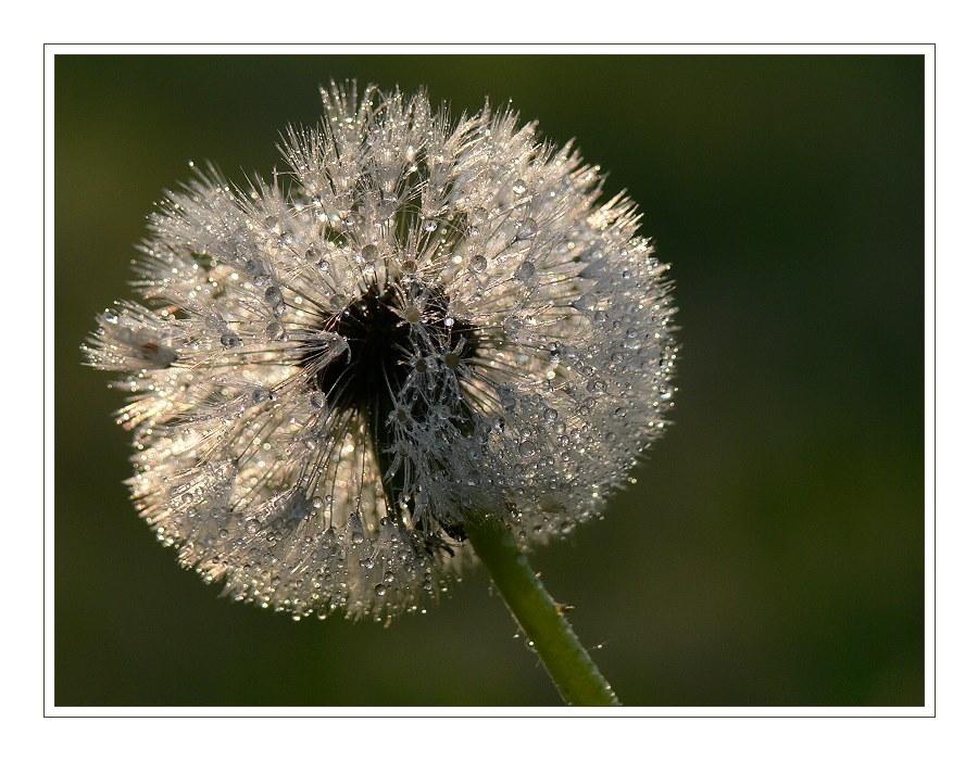 Pusteblume ...