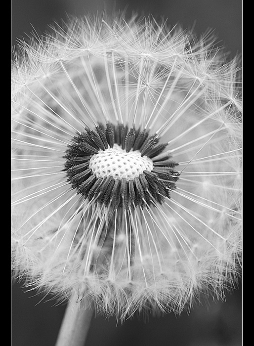 Pusteblume