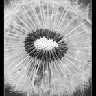 Pusteblume