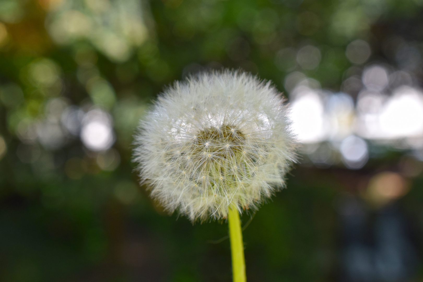 Pusteblume