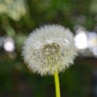 Pusteblume