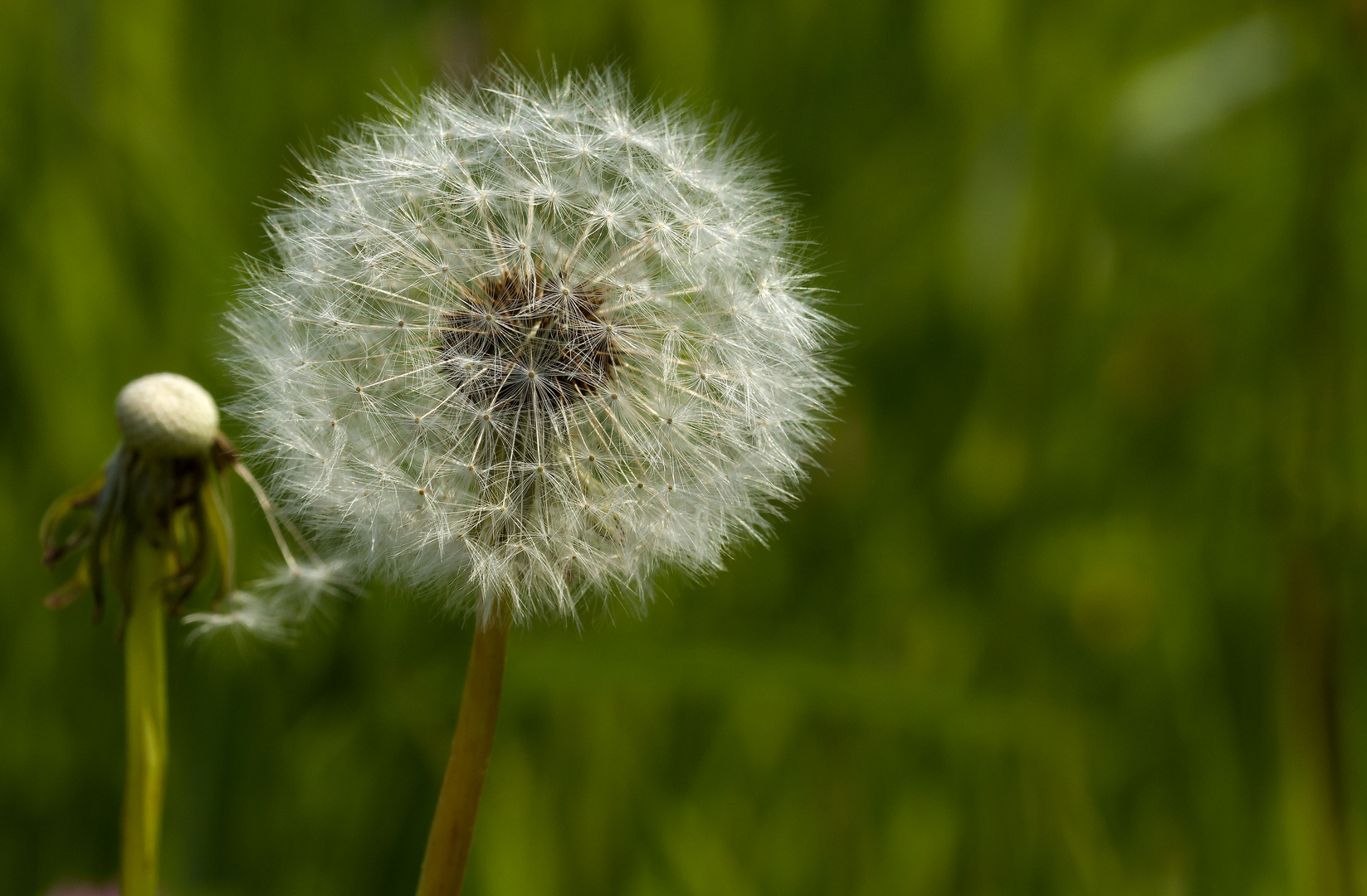 Pusteblume