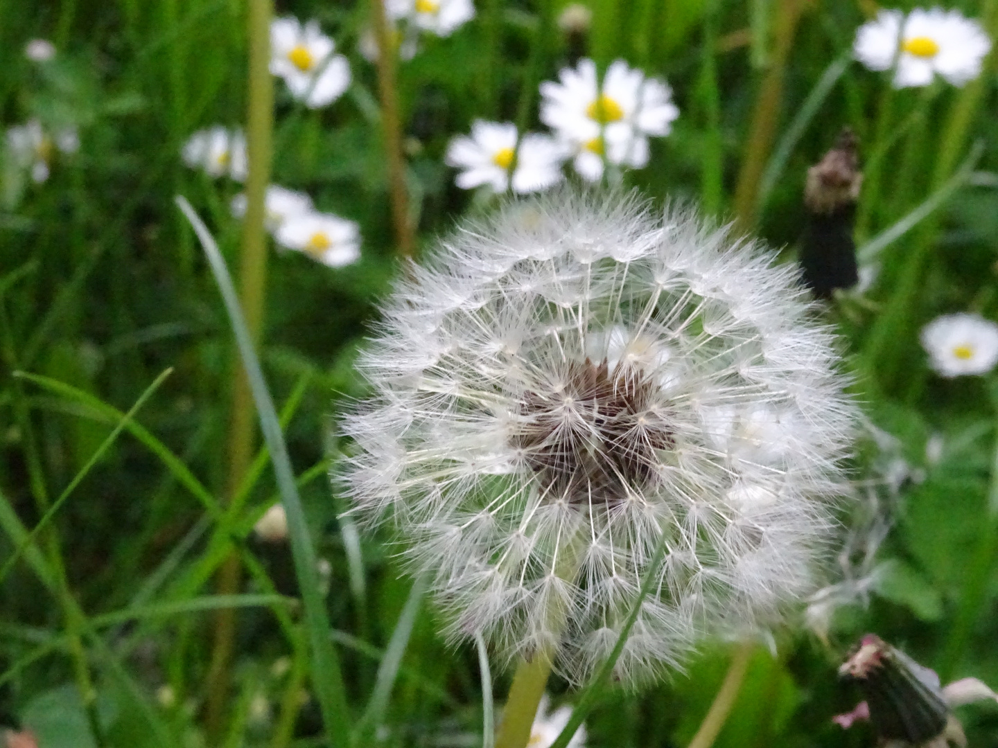 Pusteblume