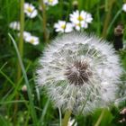 Pusteblume