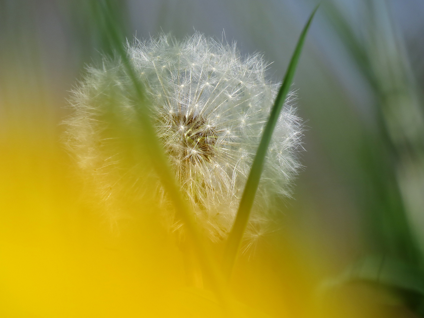 Pusteblume