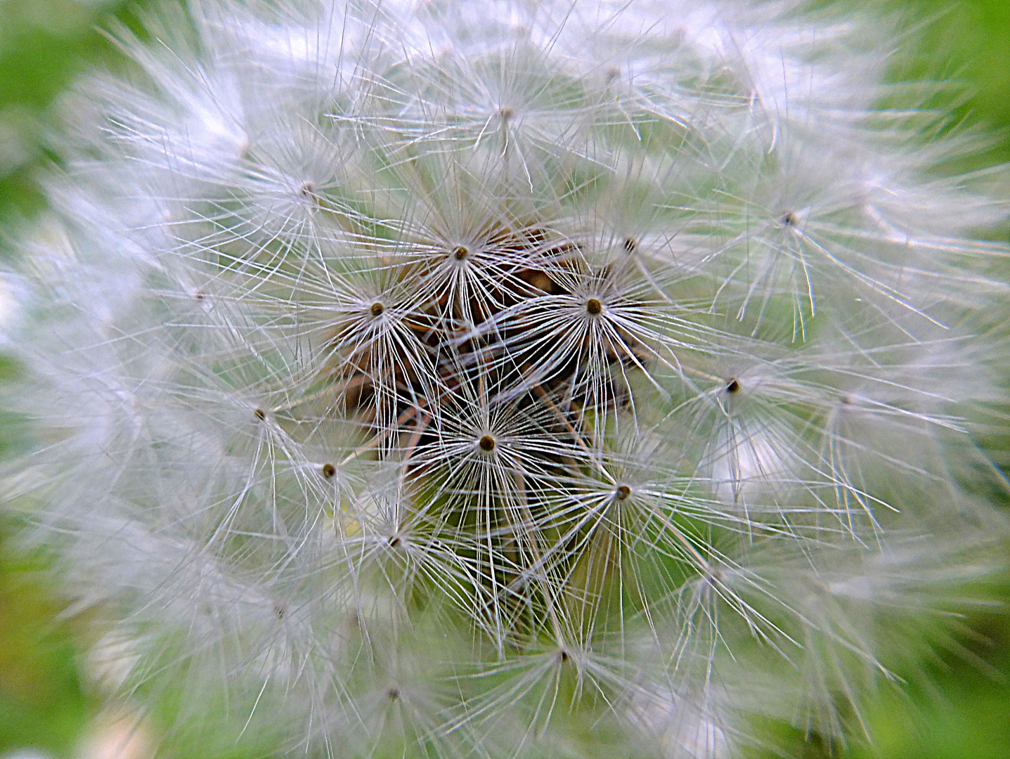 Pusteblume