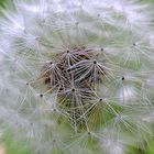 Pusteblume