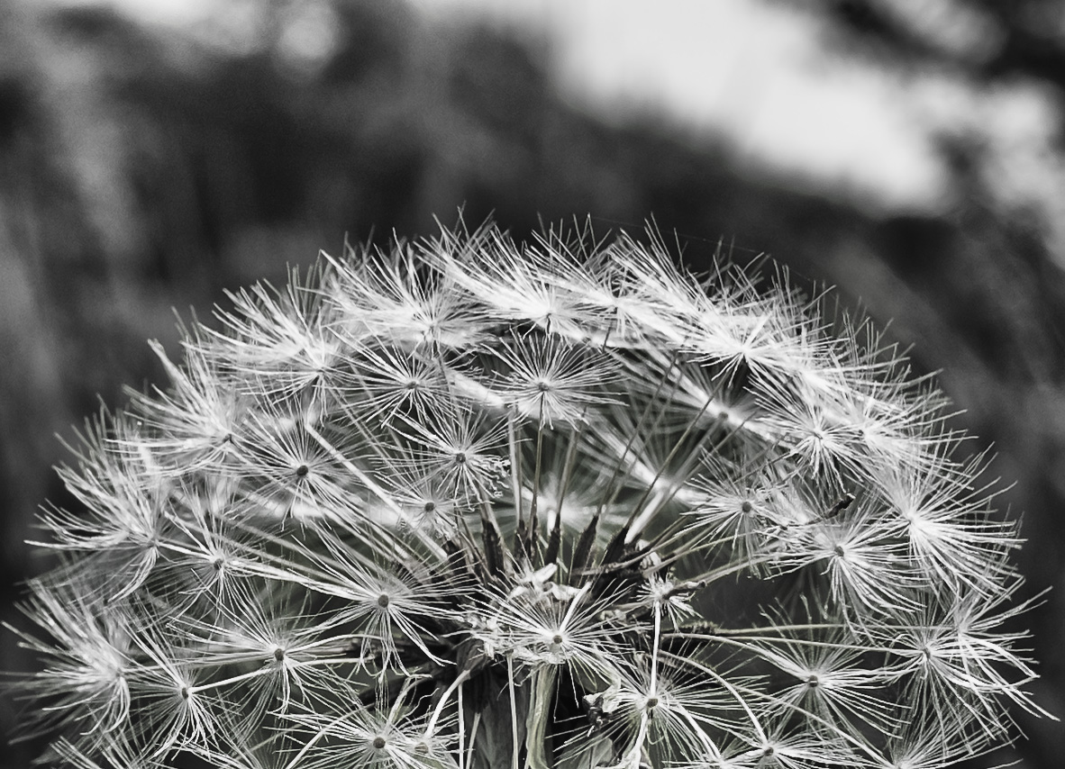 Pusteblume