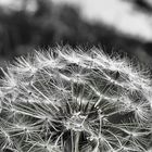 Pusteblume