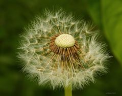 Pusteblume