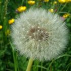 Pusteblume