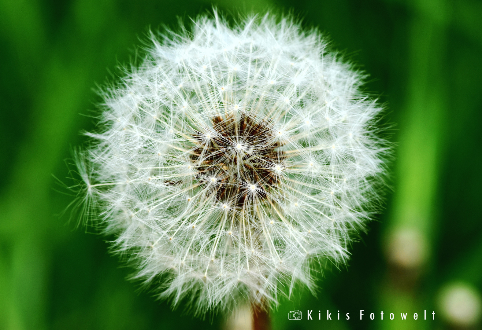 Pusteblume