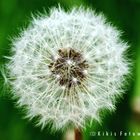 Pusteblume