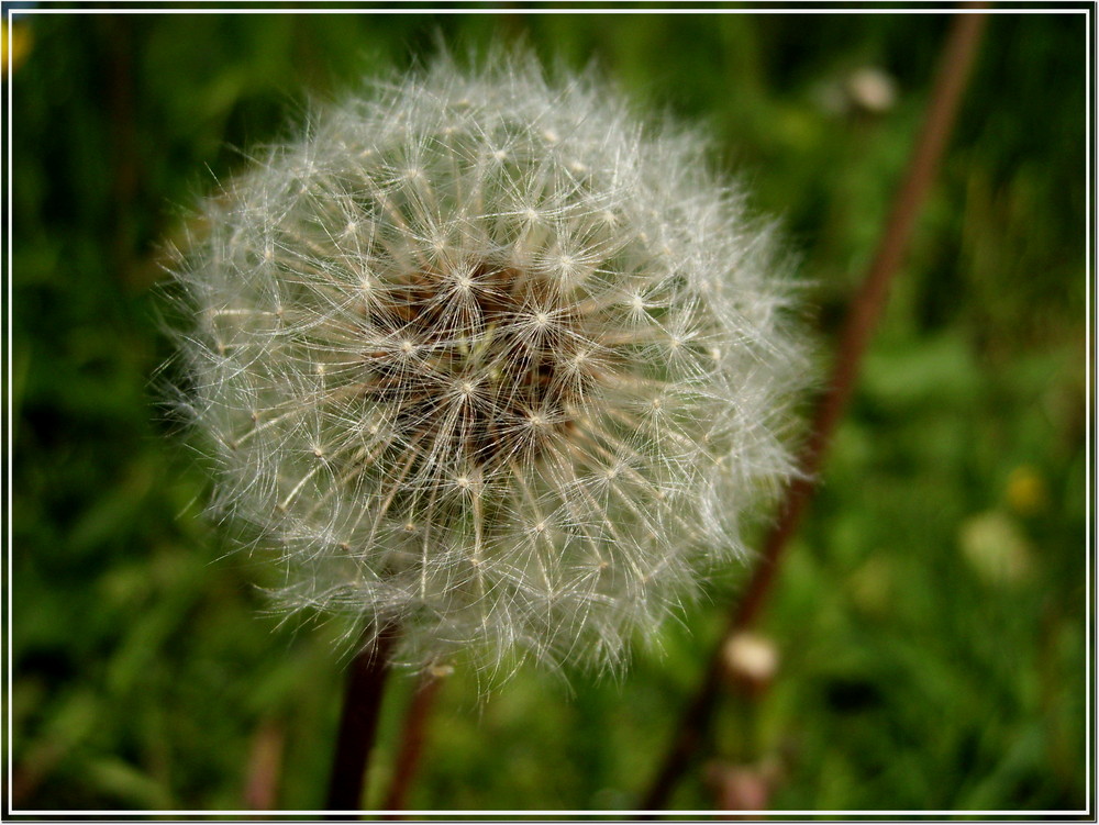 Pusteblume