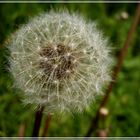 Pusteblume