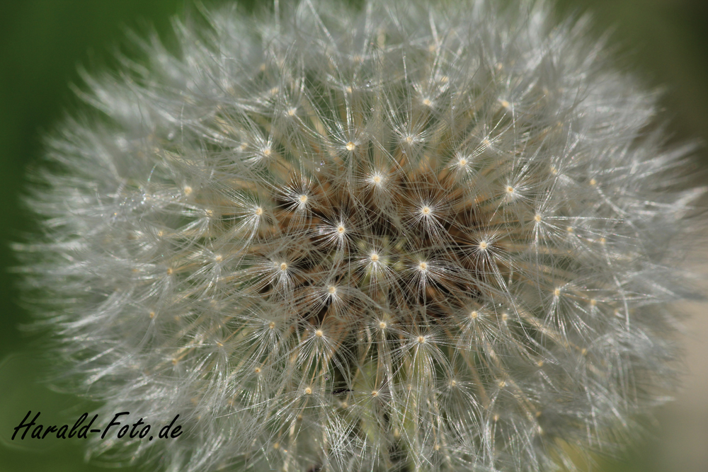 .... Pusteblume :-) ....