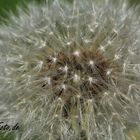 .... Pusteblume :-) ....