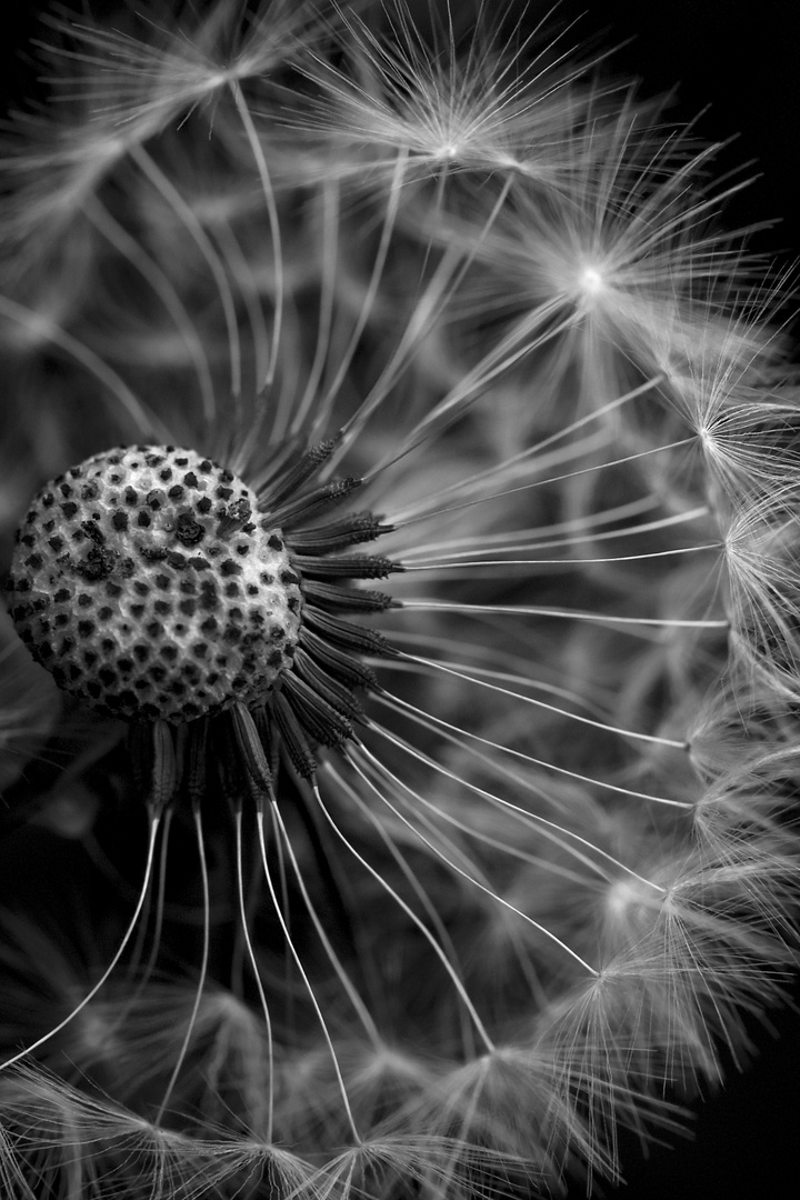 Pusteblume