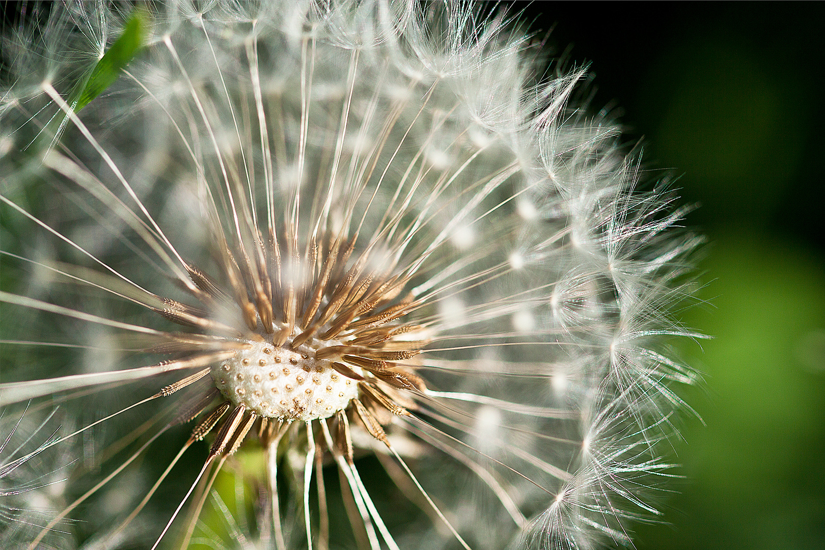 Pusteblume