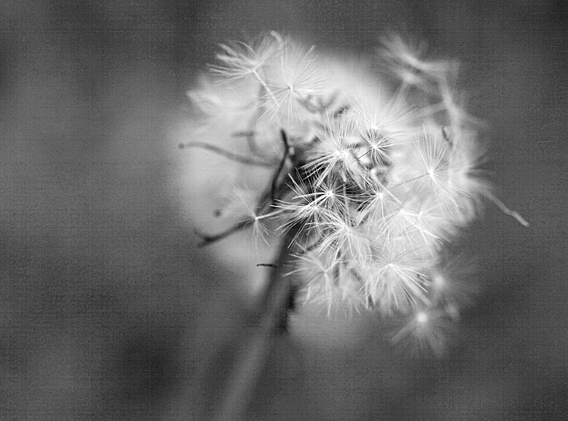 Pusteblume