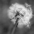 Pusteblume