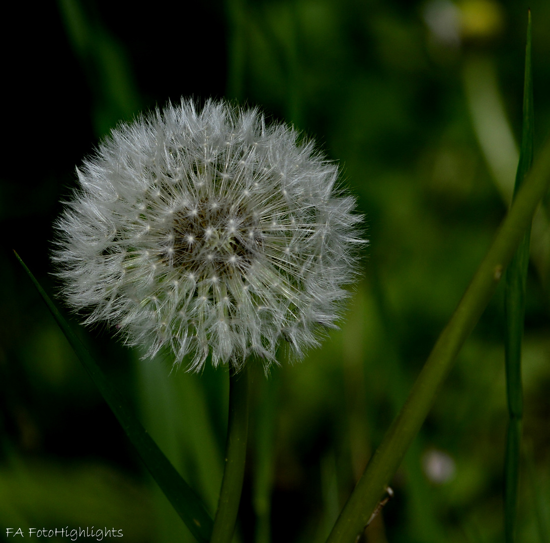 Pusteblume