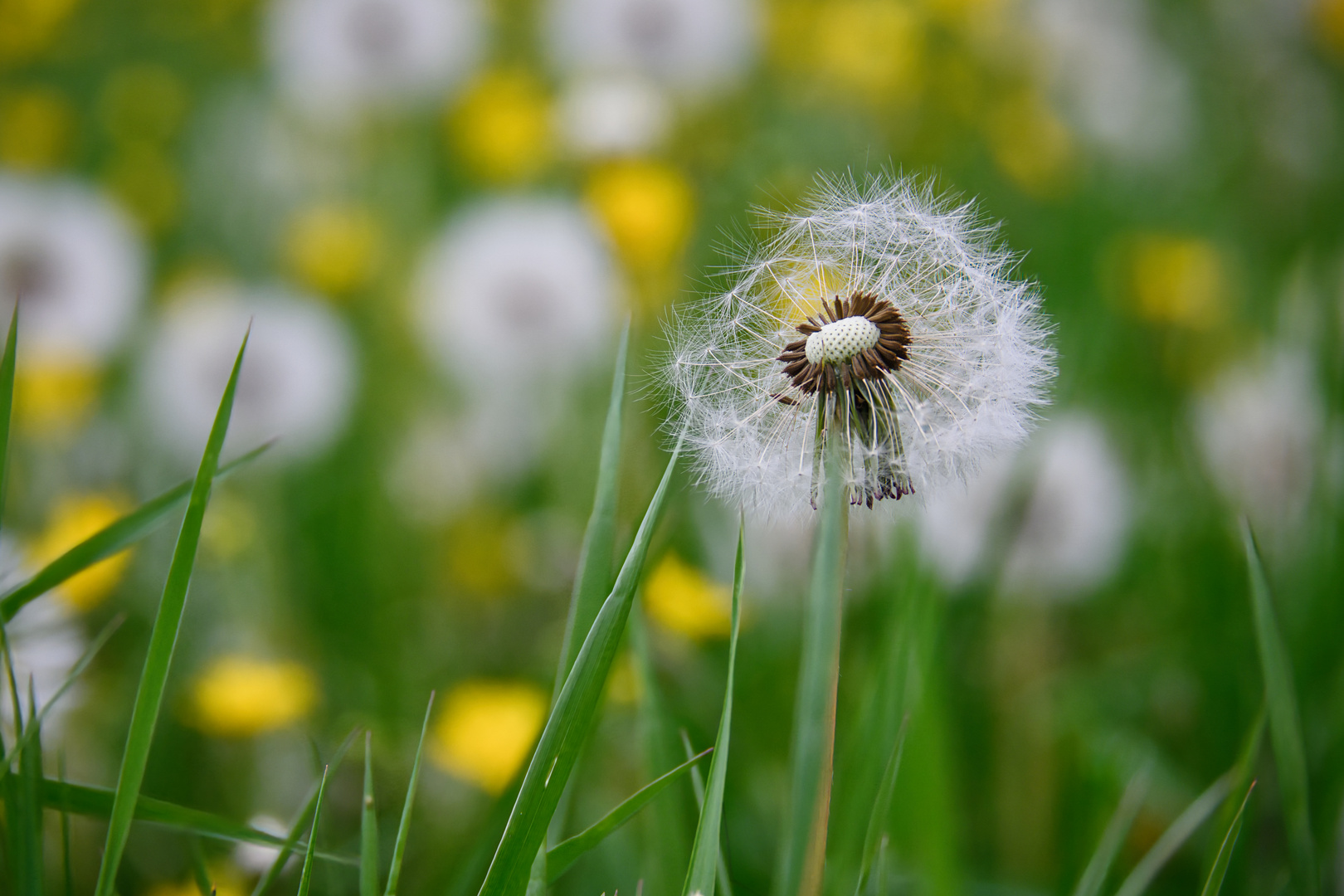 Pusteblume