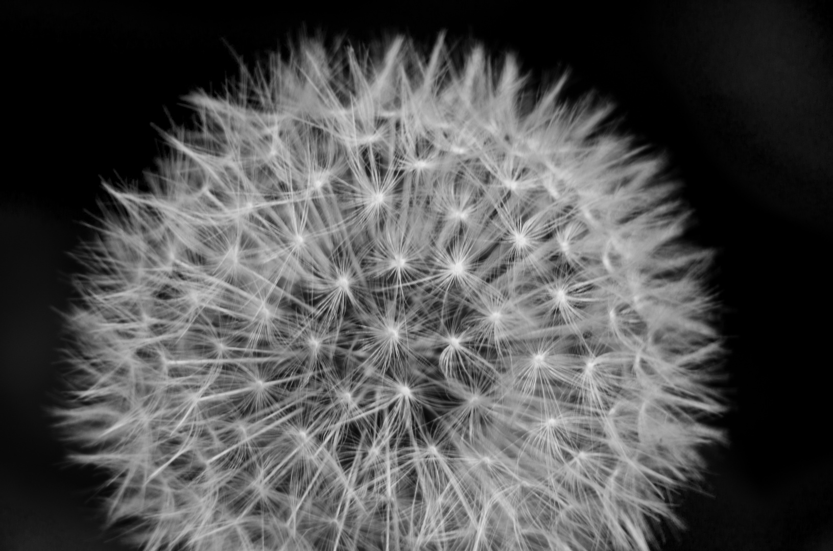 Pusteblume