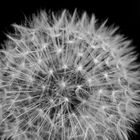 Pusteblume