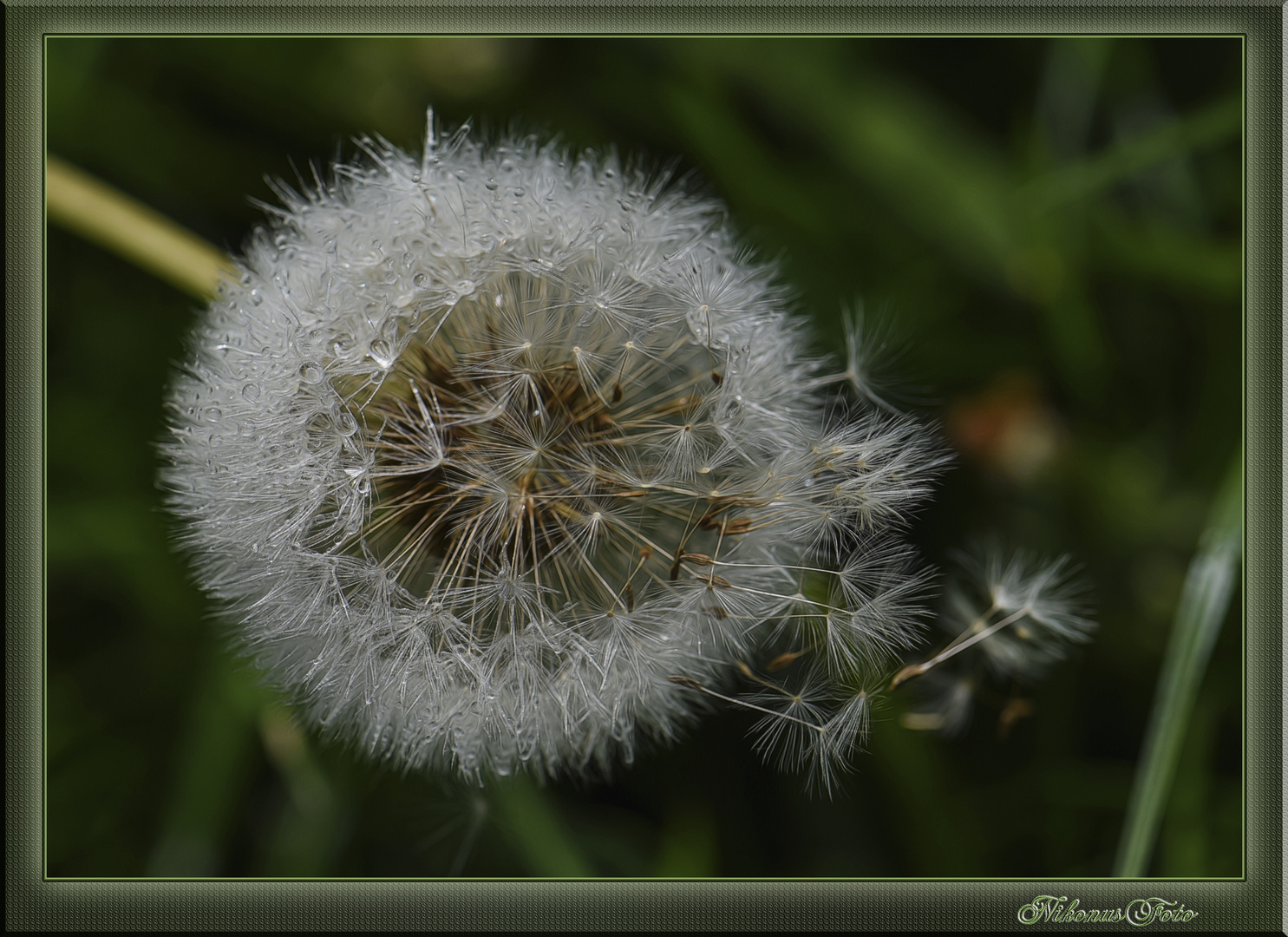 Pusteblume