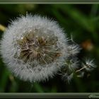 Pusteblume