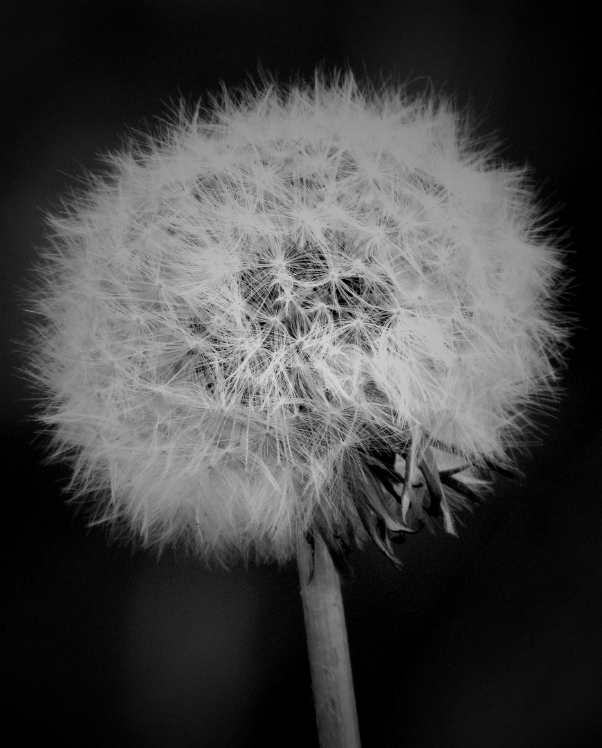 Pusteblume