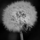 Pusteblume