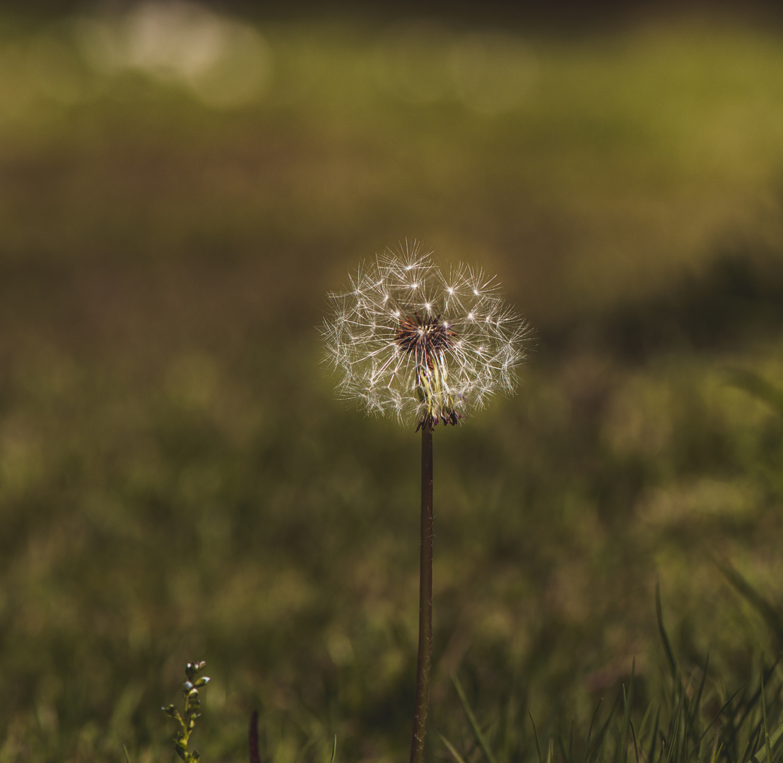 Pusteblume