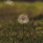 Pusteblume