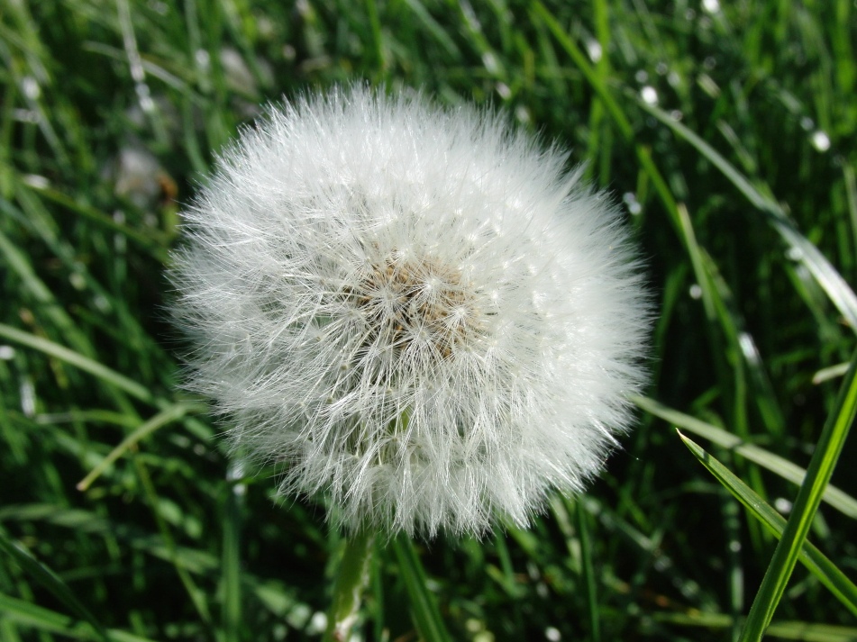 Pusteblume ;-) von J. Stolzenberg