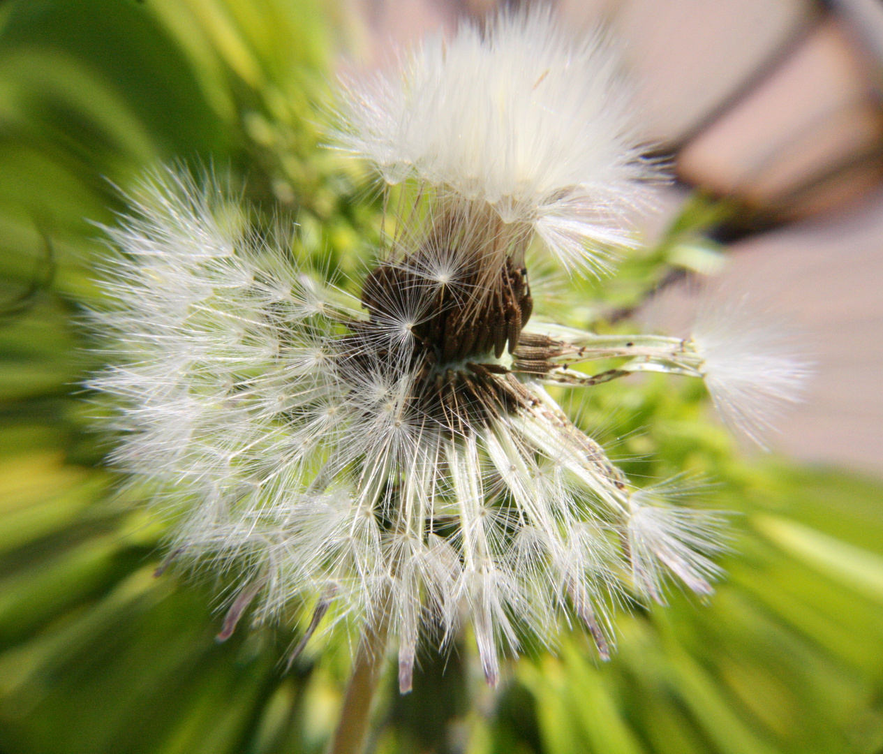 Pusteblume