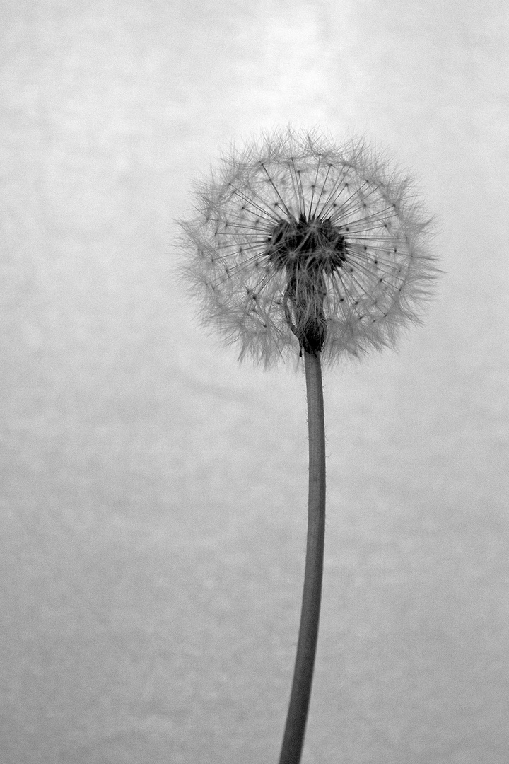 Pusteblume