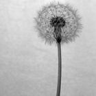 Pusteblume