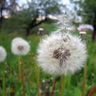 Pusteblume