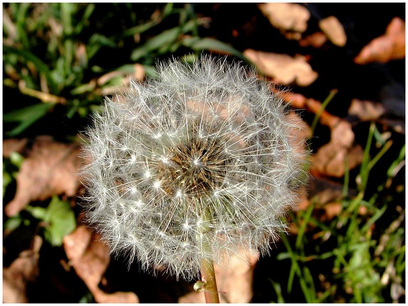 Pusteblume